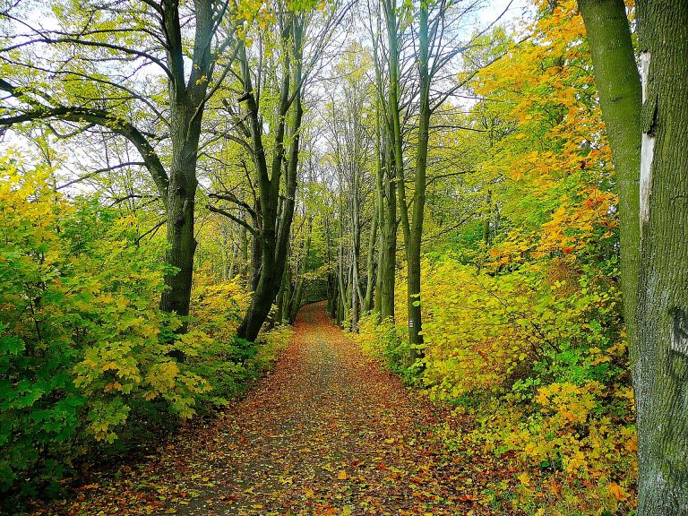 A leavy trail in an autmn woodland