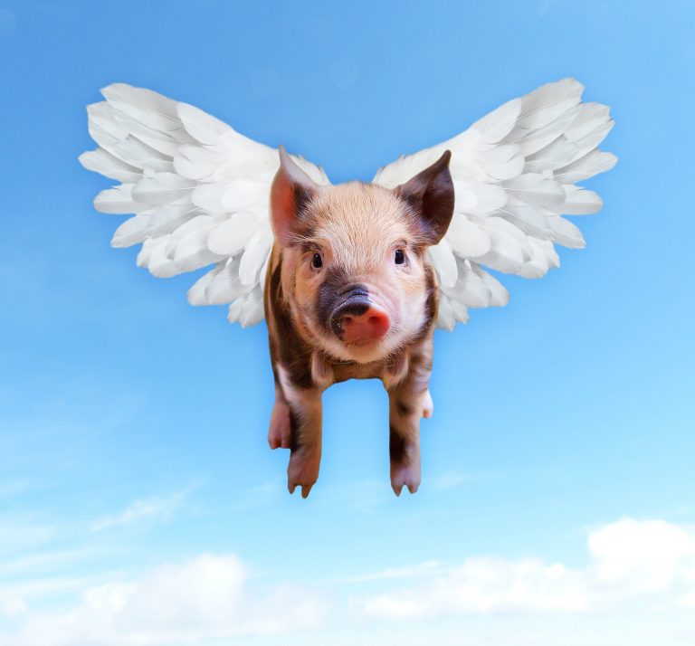 A flying pig