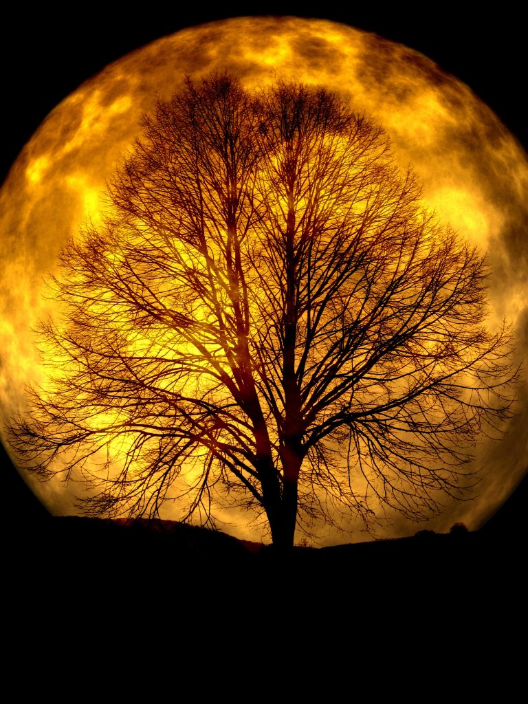 A leafless tree with a huge full moon in the backdrop