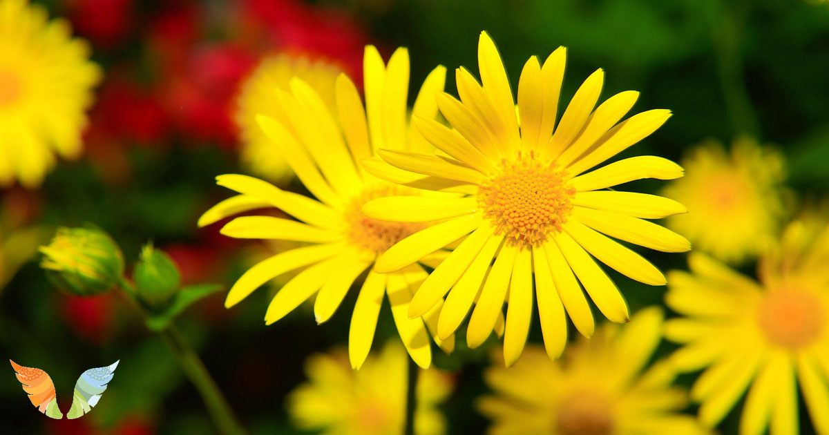 Yellow flowers